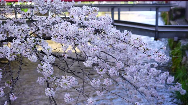 Cherry blossom branches swaying in the wind at Shirakawa river Kyoto