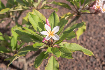 Obraz premium Beautiful white plumeria flower blooming among lush green leaves in a tropical garden during daylight