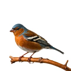 Fototapeta premium A bird with a red beak and brown and red feathers. Canary Bird Isolated on white. European Robin isolated on transparent background.