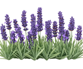 Lavender blooms sway gently in a sunlit garden, creating a serene atmosphere on a warm summer afternoon isolated on transparent background