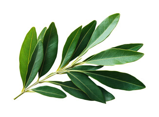 Vibrant green bay leaves, showcasing their glossy texture and rich color isolated on transparent background