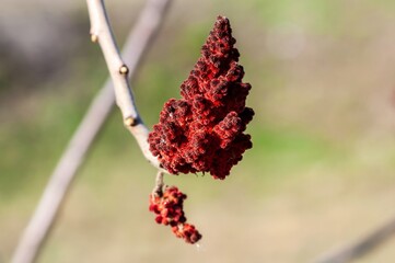 Staghorn sumac seed heads, reddish-brown and textured, hang from a branch in natural light.