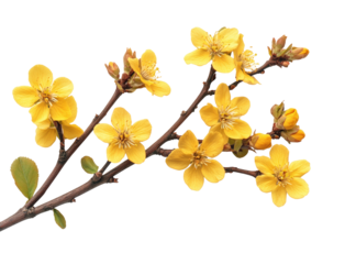 Golden blossoms burst forth in springtime display across a delicate branch under bright sunlight isolated on transparent background