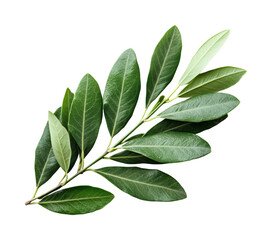 Fresh bay laurel leaves highlighting their vibrant green hues and glossy texture isolated on transparent background
