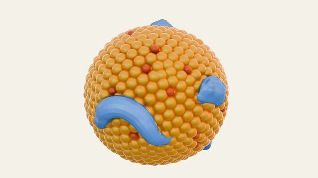 3d rendering of chylomicron particles. They are large lipoprotein particles that play a crucial role in the absorption and transport of dietary fats