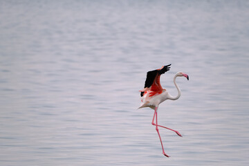 A flamingo mid-flight at Walvis Bay, Namibia, showcasing vivid pink hues and delicate, slender legs over tranquil waters.