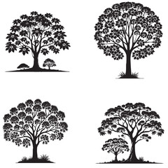 Fototapeta premium black Vector Silhouette of the Kalopanax Tree on White Background