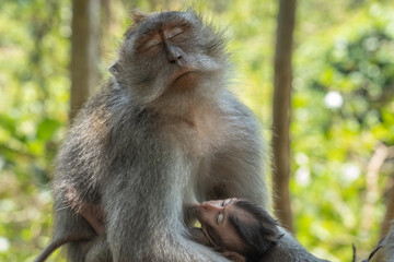 A monkey mother is breastfeeding her little baby while looking calm an relaxed.