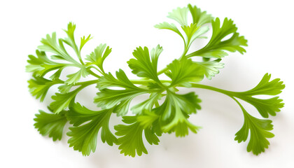 Fototapeta premium Fresh parsley leaves isolated on a white background