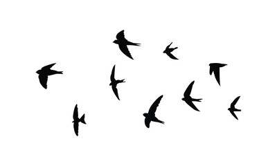 Flying Black Swift Bird Silhouette Design  And Vector Illustration. 