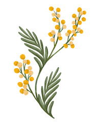 illustration of spring wattle flowers. Botanical design with yellow mimosa flowers and leaves on white background. illustration for textile print, wallpaper, wrapping paper,card.  
