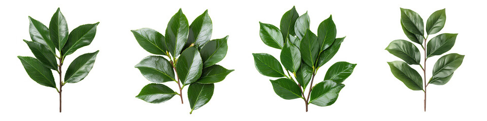 Fototapeta premium Lush Green Leaves Closeup in Tranquil Natural Setting