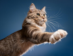 Fototapeta premium cat