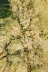 overhead drone aerial view of the canopy of a deciduous forest in winter