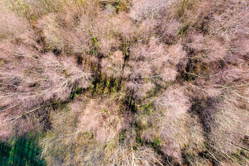 zenithal drone aerial view of the canopy trees of a deciduous forest in winter