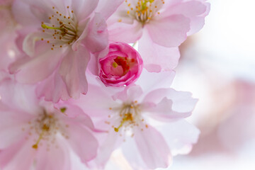 Frühling, Blüte, blühen