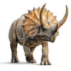 Fototapeta premium Triceratops dinosaur, prehistoric creature, white background, ancient reptile, paleontological illustration