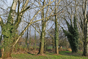 Obraz premium Inverno in Lombardia, campagna, giardini e bosco del lago di Basiglio e Milano 3