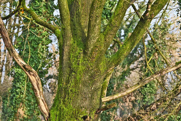 Inverno in Lombardia, campagna, giardini e bosco del lago di Basiglio e Milano 3