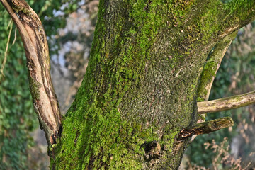 Inverno in Lombardia, campagna, giardini e bosco del lago di Basiglio e Milano 3