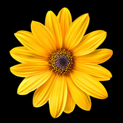 Obraz premium chamomile daisy flower background,generative ai