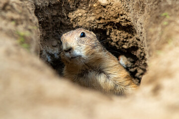 Erdhörnchen baut einen Tunnel