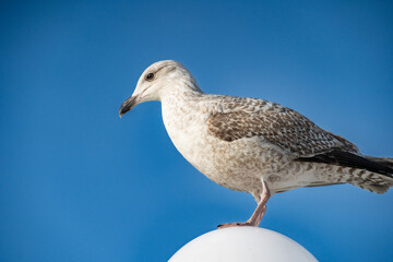 Möwe mit Ausblick