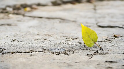 A leaf is laying on the ground in front of a wall