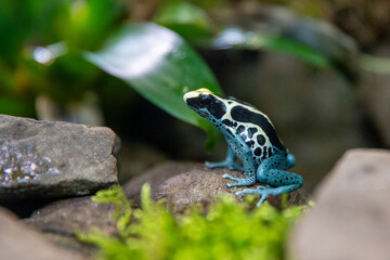 Blauer Pfeilgiftfrosch, Frosch,