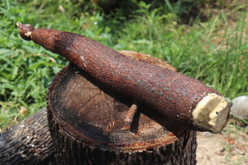 Harvested Cassava Roots – Natural Food Source in Rural Farming

Cassava on Wooden Background –...