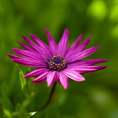 Obraz premium Vibrant Purple Flower in Natural Green Background
