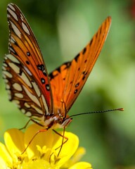 Obraz premium Vibrant Butterfly on Bright Yellow Flower