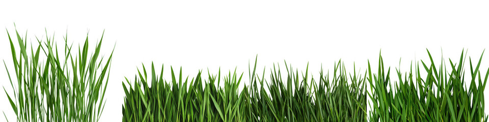 Obraz premium Green Grass Blades Covering the Ground with Natural and Serene Landscape