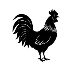 rooster isolated on white background