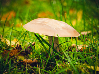 Pilz in freier Natur