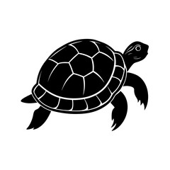 turtle illustration