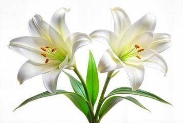 Fototapeta premium White lilies bouquet with green stems on clean background