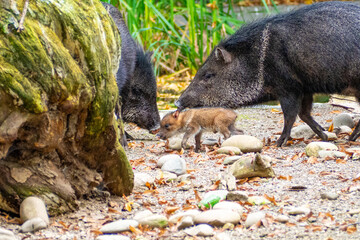 Wildschweinfamilie