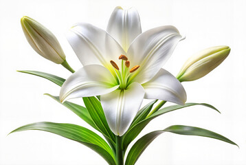 Fototapeta premium White lily with fresh green leaves