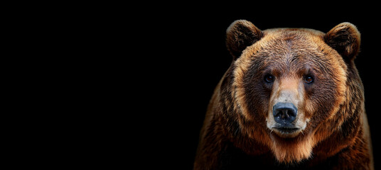 Obraz premium ヒグマのポートレート。黒背景。（brown bear portrait with copy space on black background） 