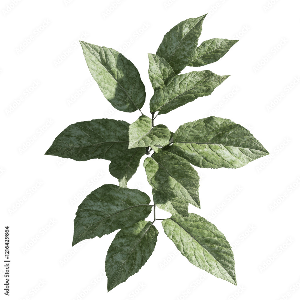 Poster A close up image showcases a green plant sprig with multiple leaves displaying intricate texture and subtle shadowing against a black background.