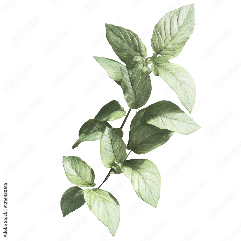 Poster the image shows a close up of a delicate sprig of green leaves against a black background highlighti