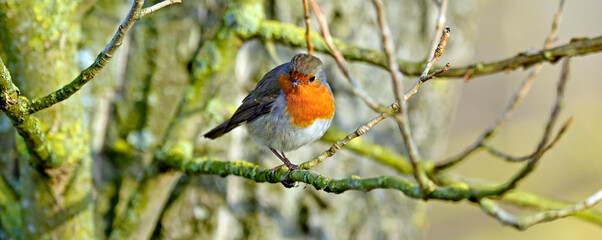 European robin // Rotkehlchen  (Erithacus rubecula) 
