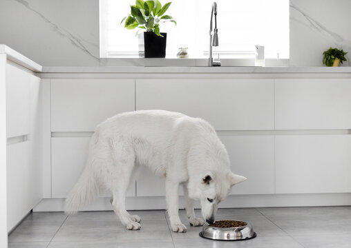 White Swiss Shepherd dog eating dry food from a metal bowl in a modern white kitchen. Food delivery for happy domestic animals, little best friends. Pet shop. Animal feed. Correct nutrition for dogs