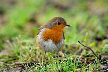 Rotkehlchen // European robin (Erithacus rubecula) 