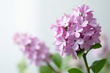 Obraz premium Delicate lilac blooms on a crisp white background, white background, garden flowers, floral arrangements