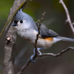 Tufted Titmouse Perched on a Branch