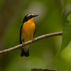 Vibrant yellow bird on a branch.