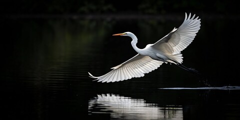 Obraz premium White Egret in Flight with Reflection on Dark Water, Dramatic Lighting on Black Background