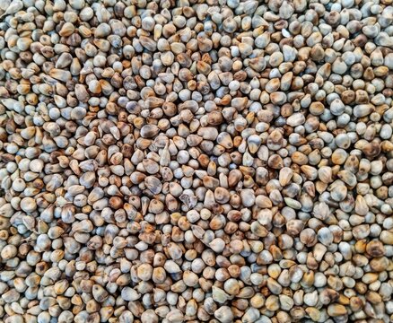 Top view of pearl millet or bajra seed on background.
